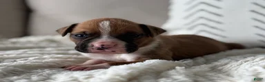 Dozer