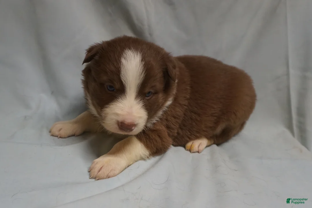 Border Collie dogs for sale: Whitley,  Puppy 3 - Ad 5
