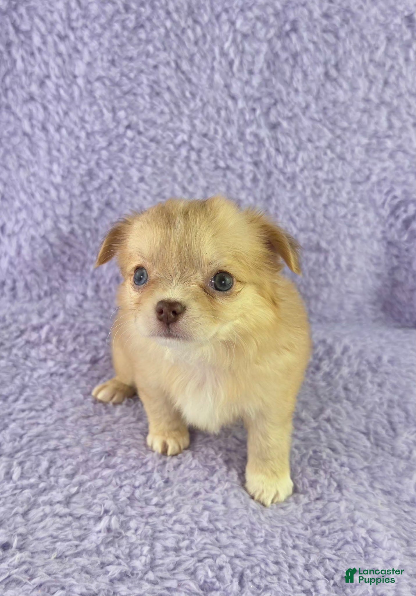Chihuahua dogs AKC  Bianca - Ad 1