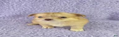 AKC  Bianca