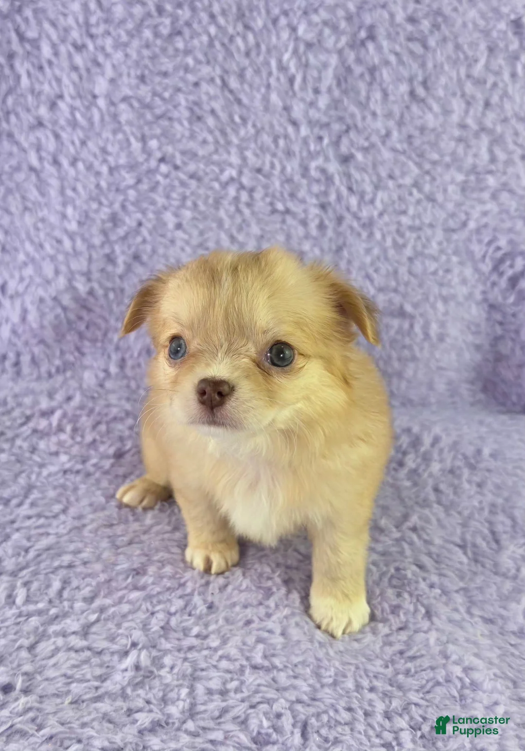 AKC Bianca Chihuahua for sale in Brooksville | Lancaster Puppies