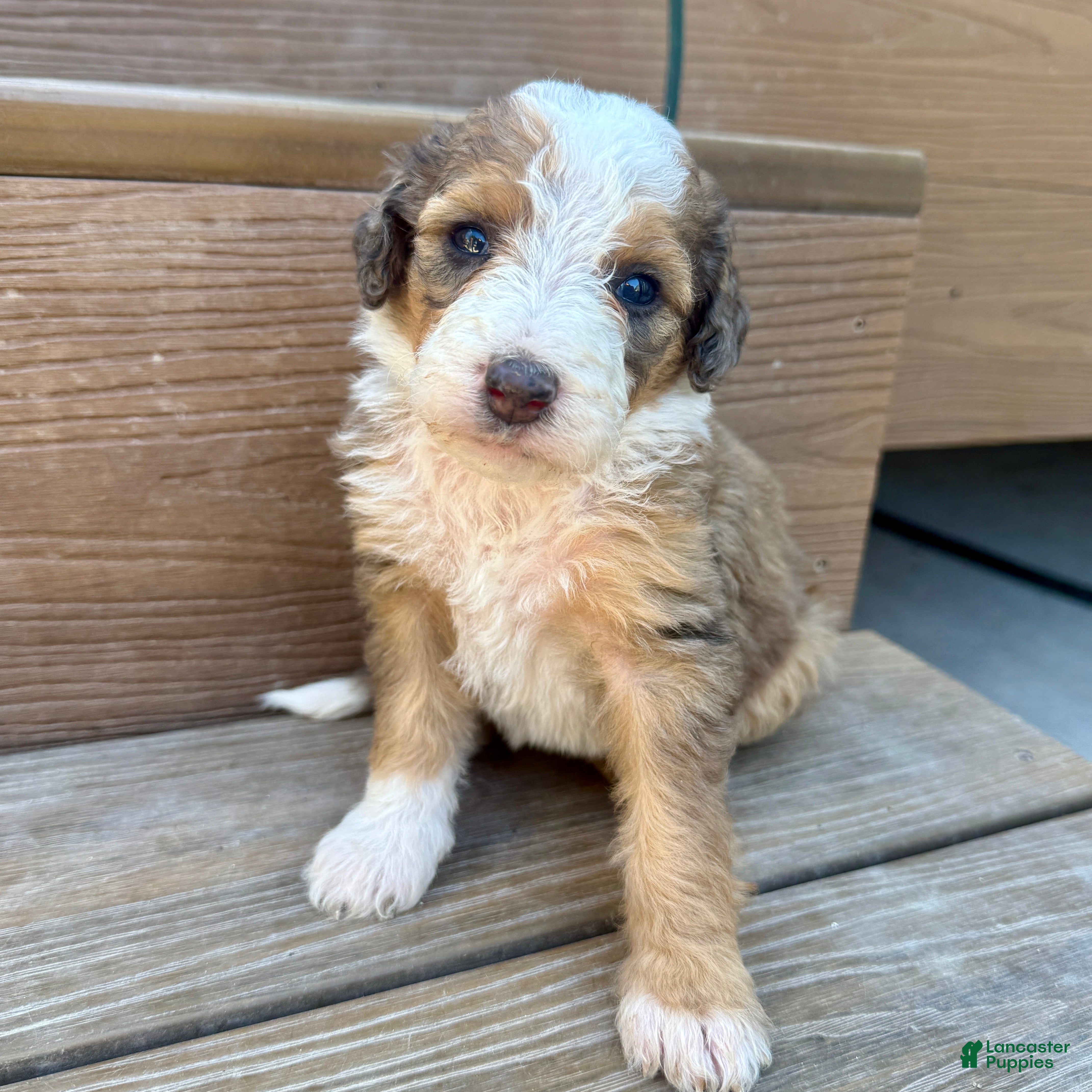 Bernedoodle dogs Moon - Ad 1