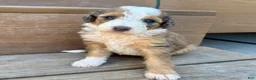 Bernedoodle dogs for sale: Moon - Ad 3