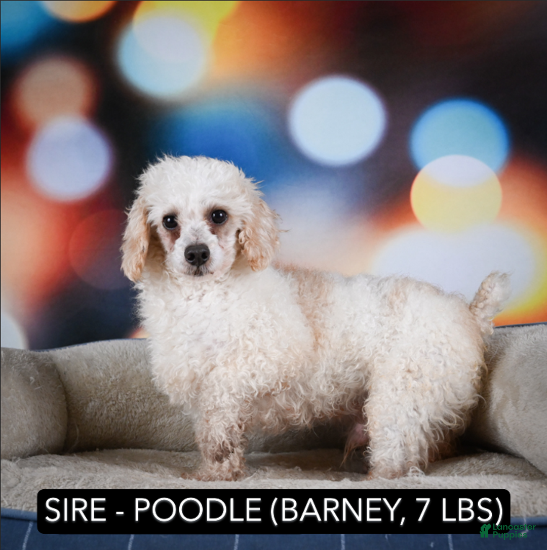 Maltipoo dogs for sale: Cooper - Ad 10