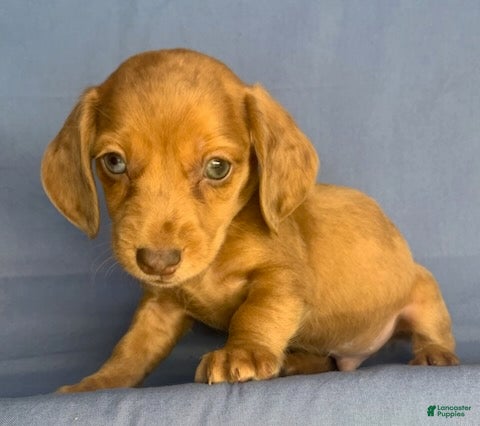 Miniature Dachshund dogs Chucky - Ad 2