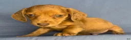 Miniature Dachshund dogs for sale: Chucky - Ad 2