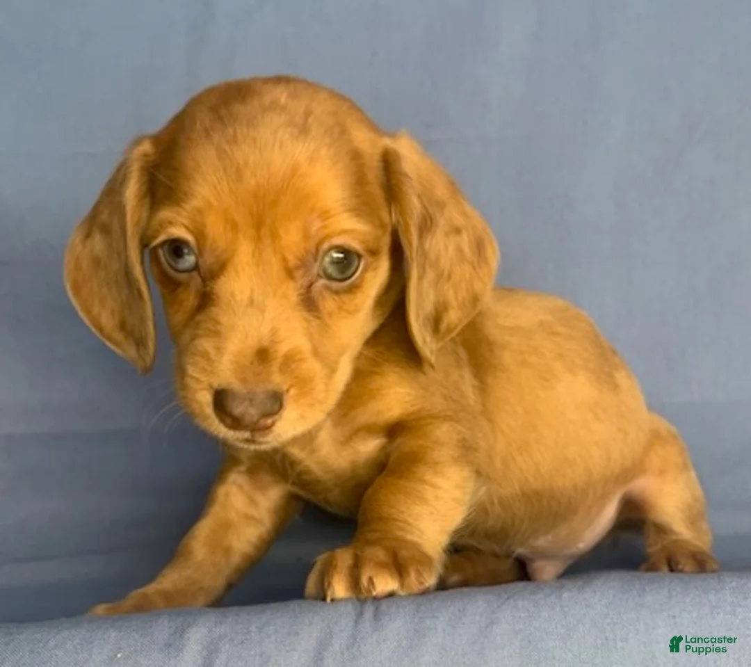 Miniature Dachshund dogs for sale: Chucky - Ad 2