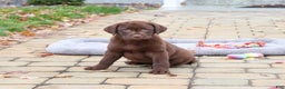 Labrador Retriever dogs for sale: Orchard - Ad 2