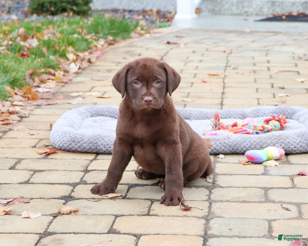Labrador Retriever dogs for sale: Orchard - Ad 2