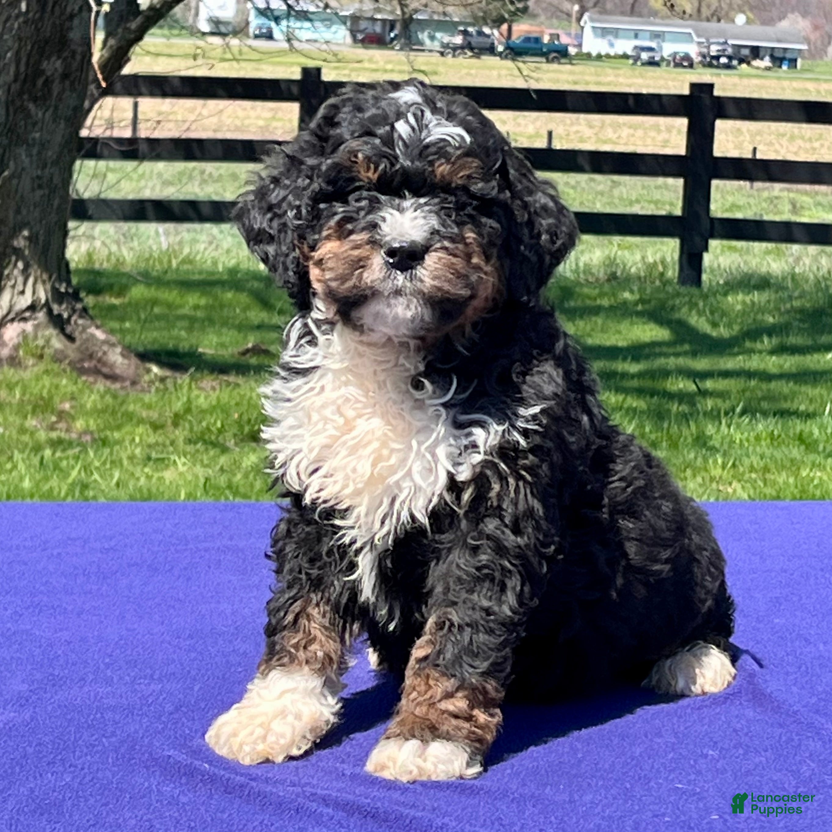 Bernedoodle dogs Laser - Ad 2