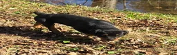 Rottweiler dogs for sale: Parker - Ad 7