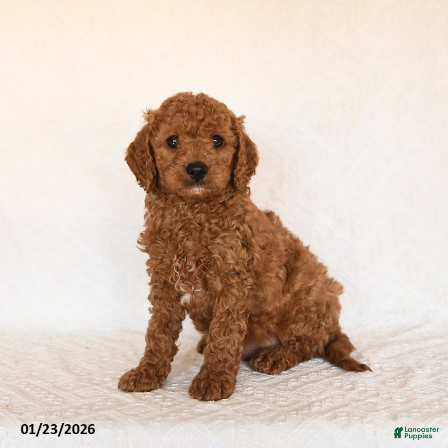 Cavapoo dogs Sterling - Ad 2