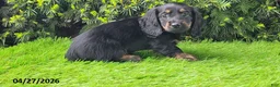 Miniature Dachshund dogs for sale: Penny - Ad 3