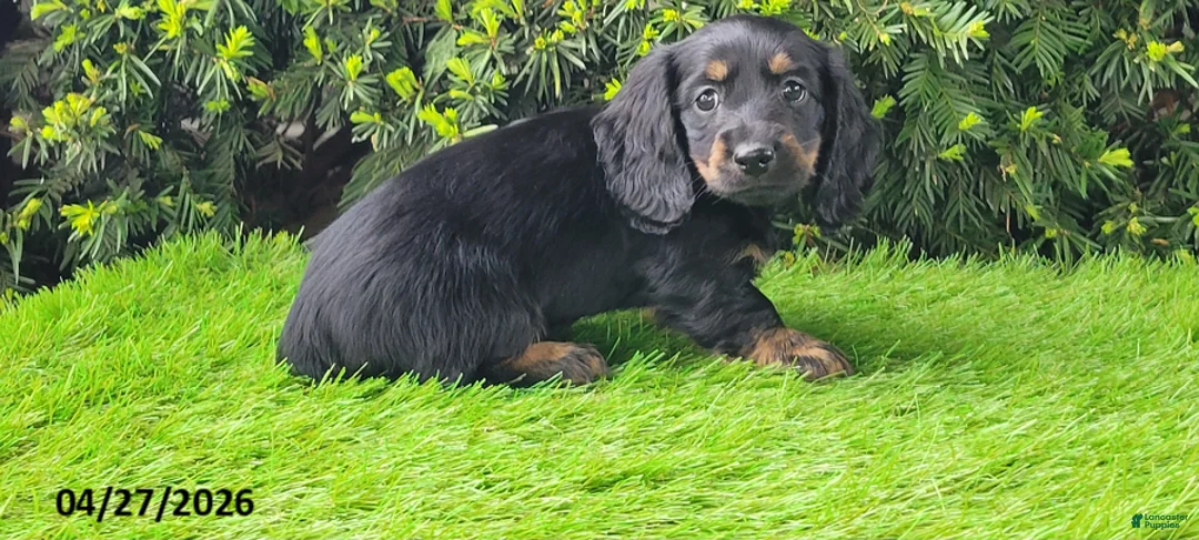 Miniature Dachshund dogs for sale: Penny - Ad 3