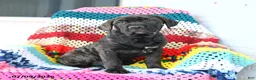 Cane Corso dogs for sale: Sadie - Ad 2
