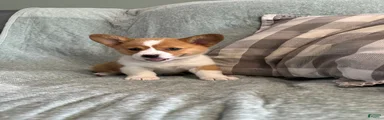 Welsh Corgi Pembroke 3