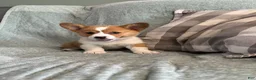 Welsh Corgi Pembroke dogs for sale: Welsh Corgi Pembroke 3 - Ad 1