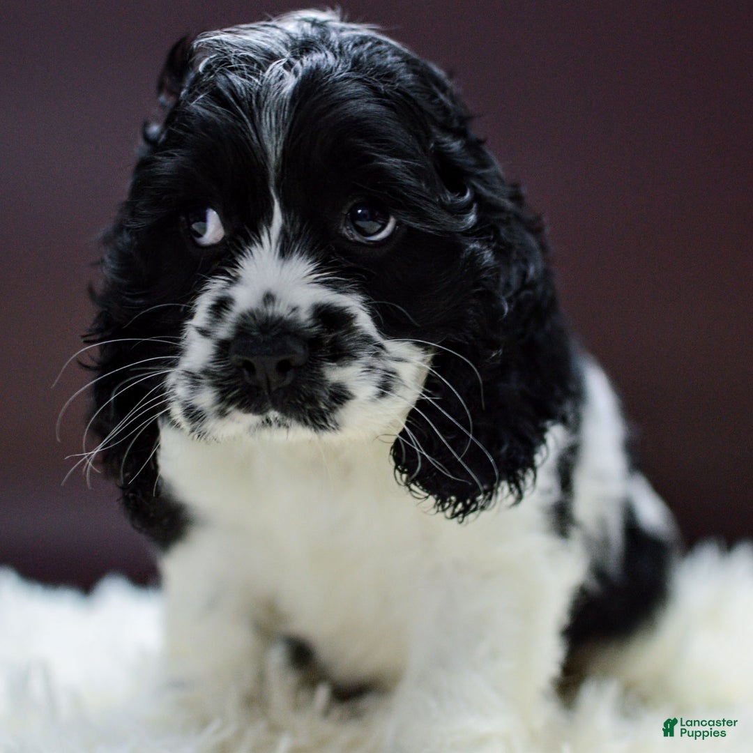 Cocker Spaniel dogs for sale: Newton - Ad 3