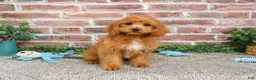 Cavapoo dogs for sale: Boone - Ad 8
