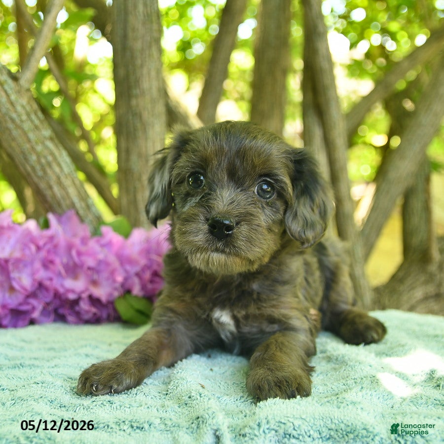Cavapoo dogs Maple   - Ad 2