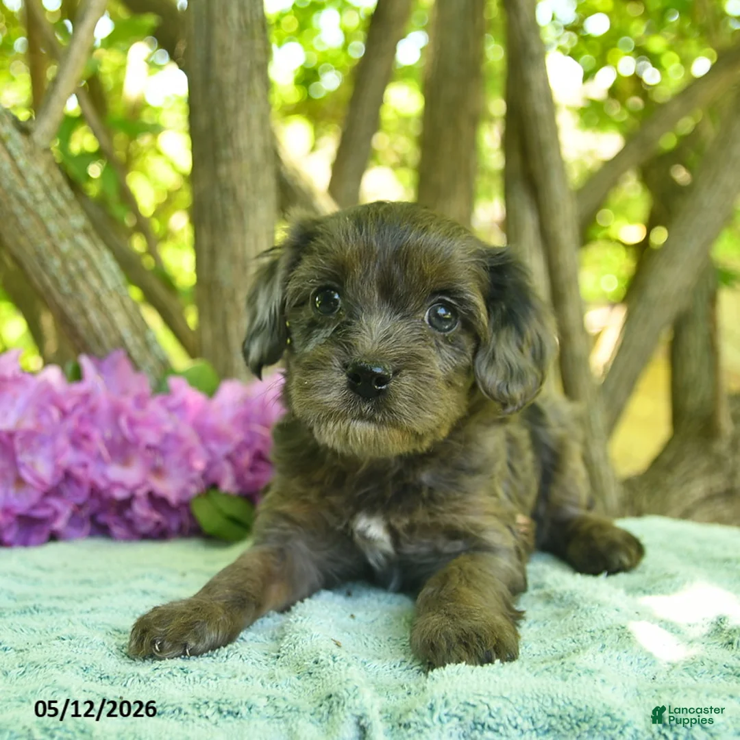 Cavapoo dogs for sale: Maple   - Ad 2