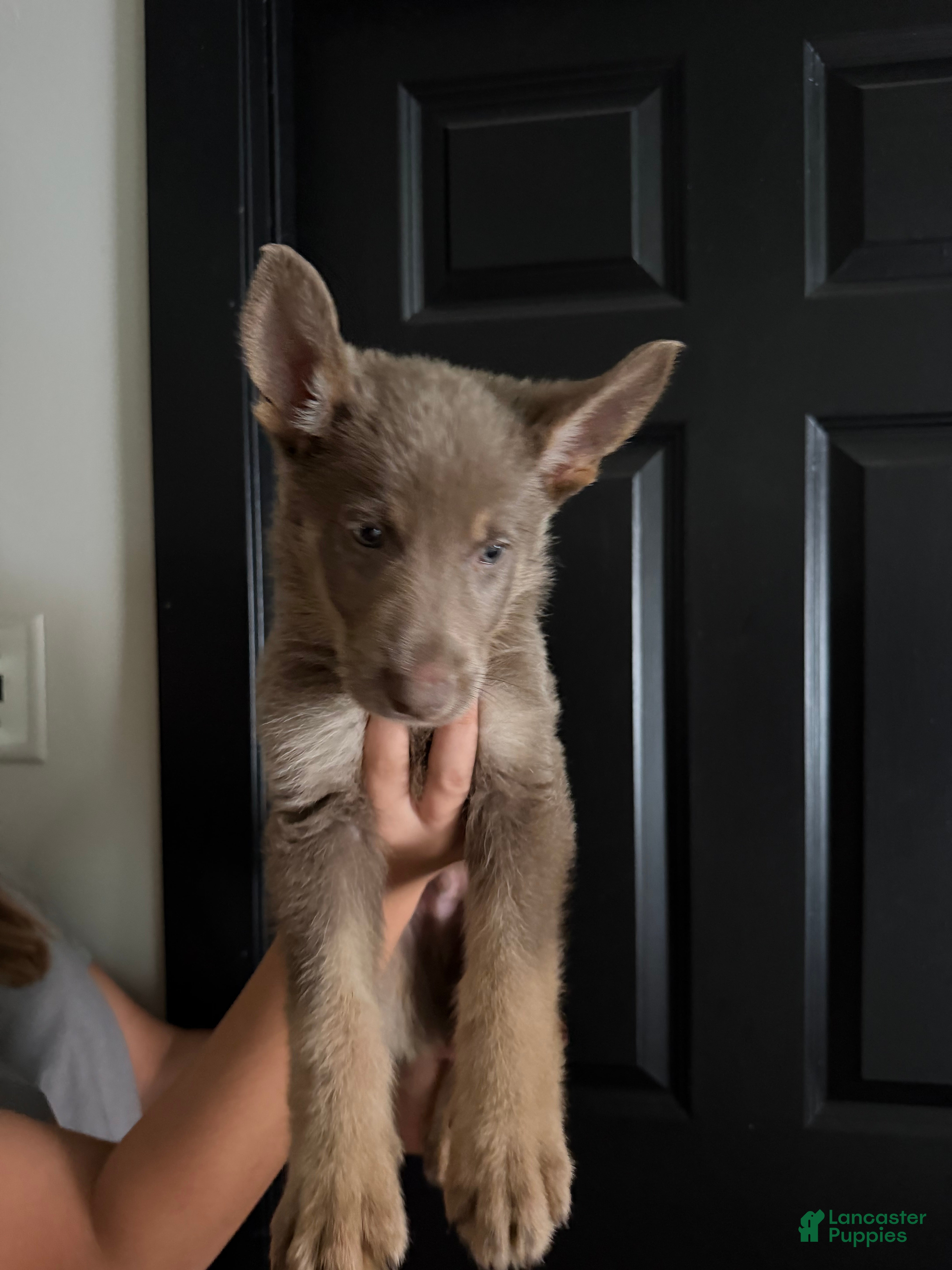German Shepherd dogs German Shepherd 2 - Ad 1
