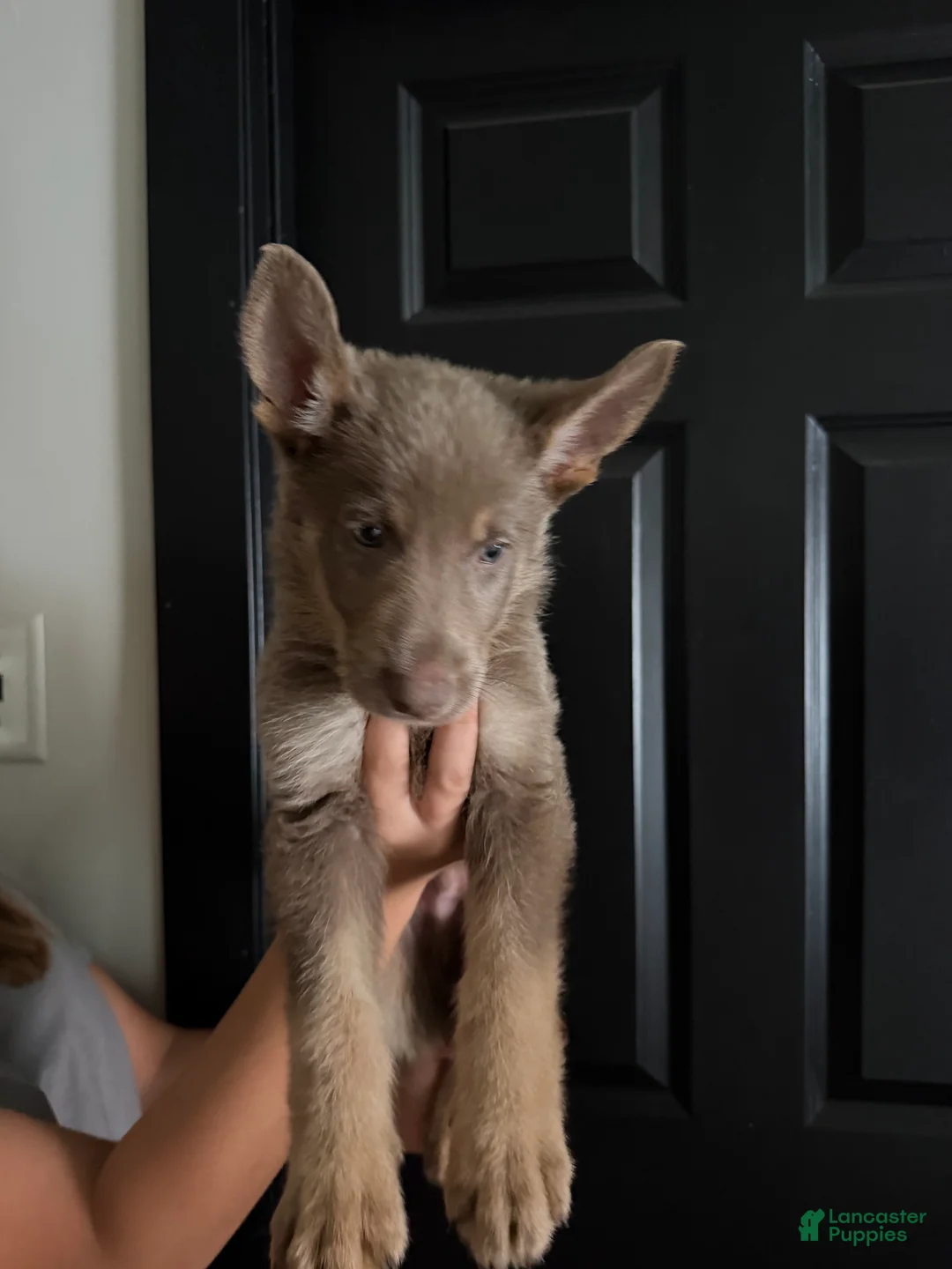 German Shepherd dogs for sale: German Shepherd 2 - Ad 1