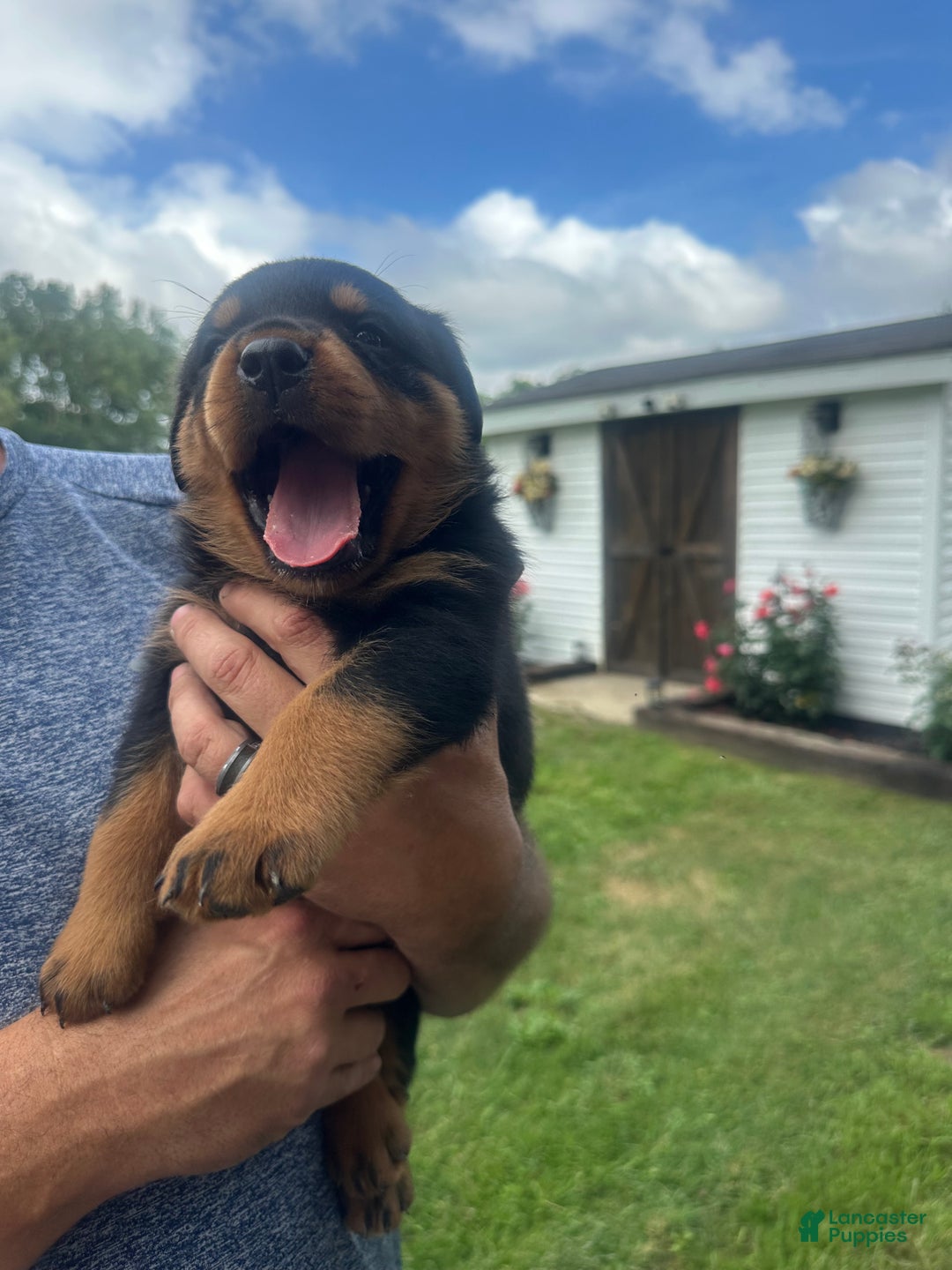 Rottweiler dogs for sale: Luke - Ad 2
