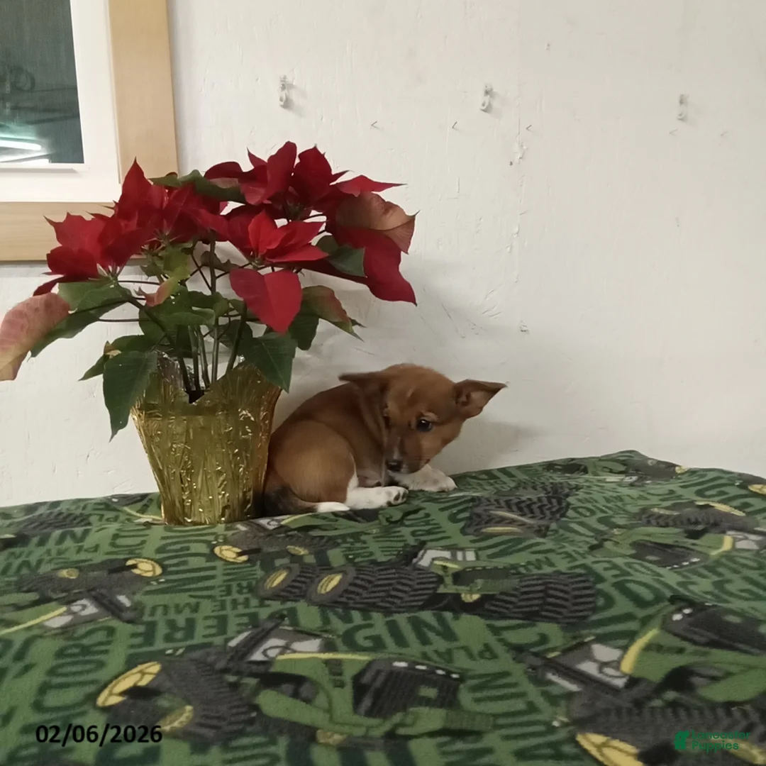 Mixed Breed dogs for sale: Dawson - Ad 5