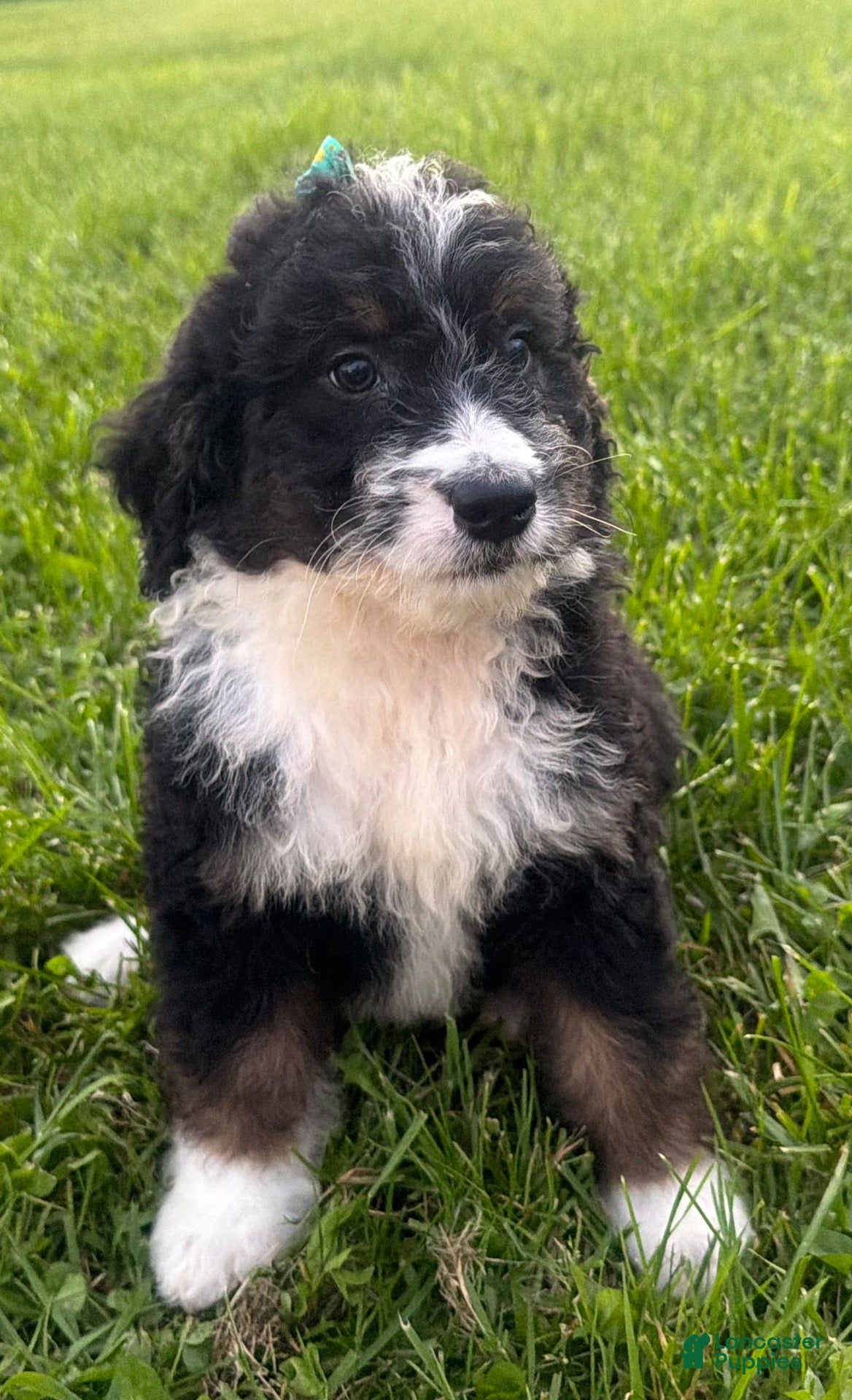 Bernedoodle dogs for sale: Stormy - Ad 3