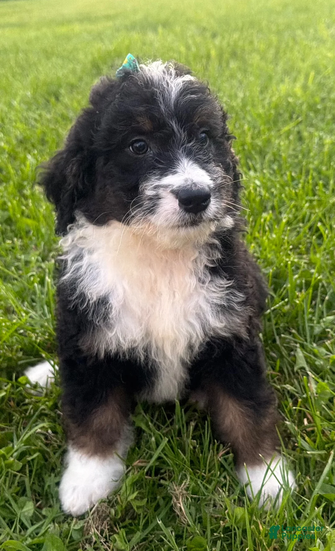 Bernedoodle dogs for sale: Stormy - Ad 1
