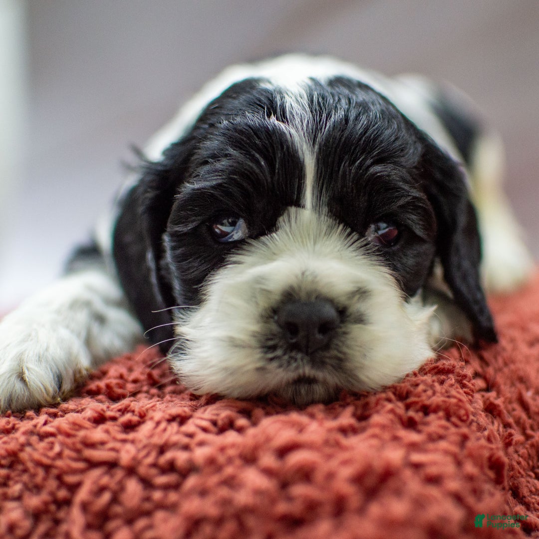 Cocker Spaniel dogs for sale: Newton - Ad 4