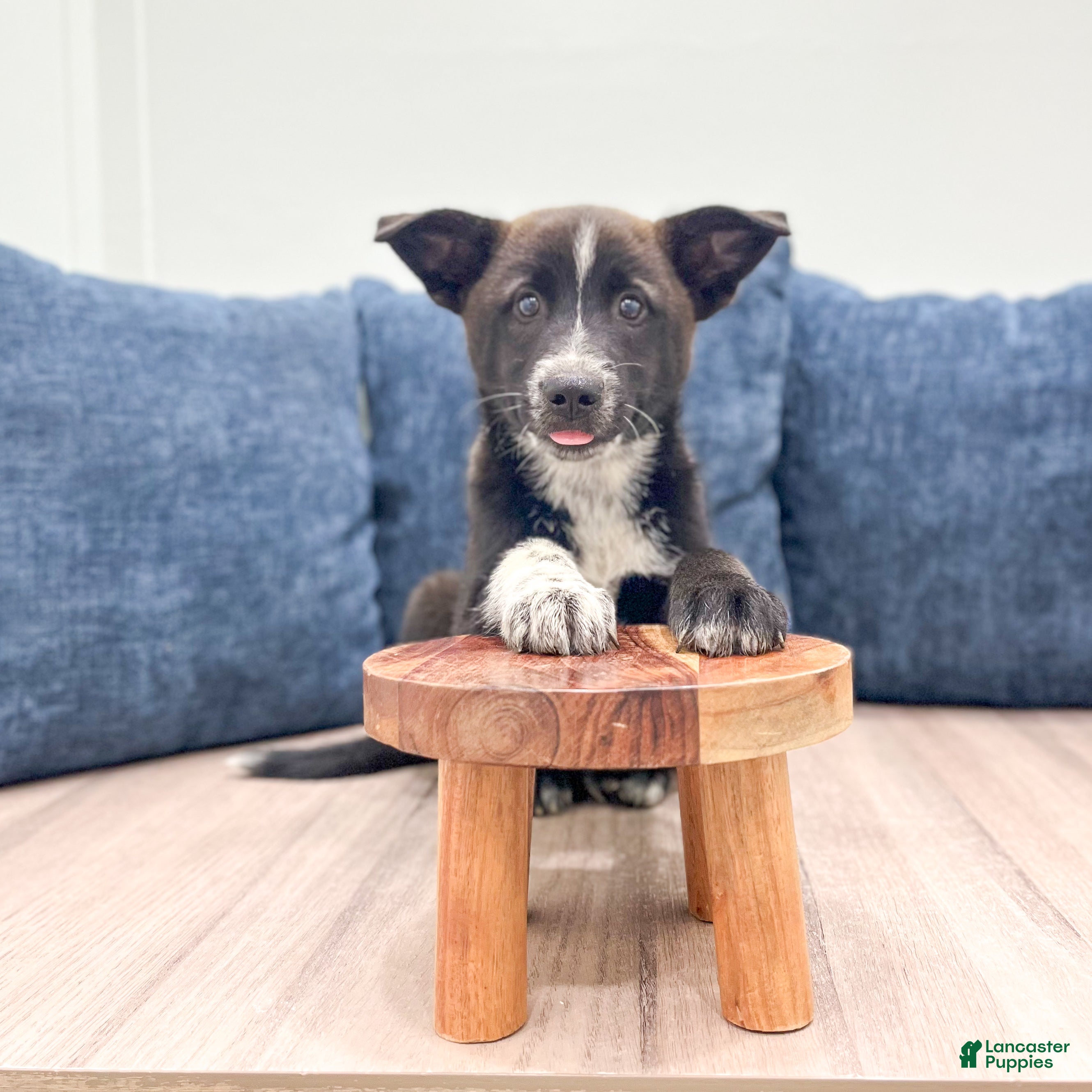Mixed Breed dogs Reese - Ad 2