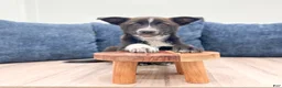 Mixed Breed dogs for sale: Reese - Ad 2