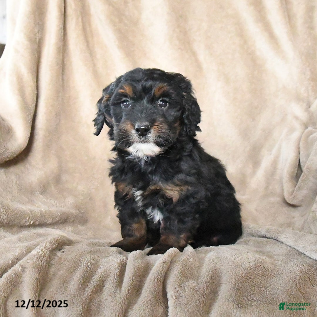 Mini Bernedoodle dogs for sale: Violet - Ad 1