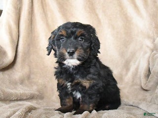 Mini Bernedoodle dogs Violet - Ad 18