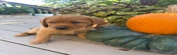 Labrador Retriever dogs for sale: Bailey - Ad 7