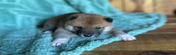 Shiba Inu dogs for sale: Shiba Inu Puppy 7 - Ad 6