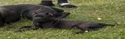 Cane Corso dogs for sale: Corso(brindle, Green Collar) - Ad 2