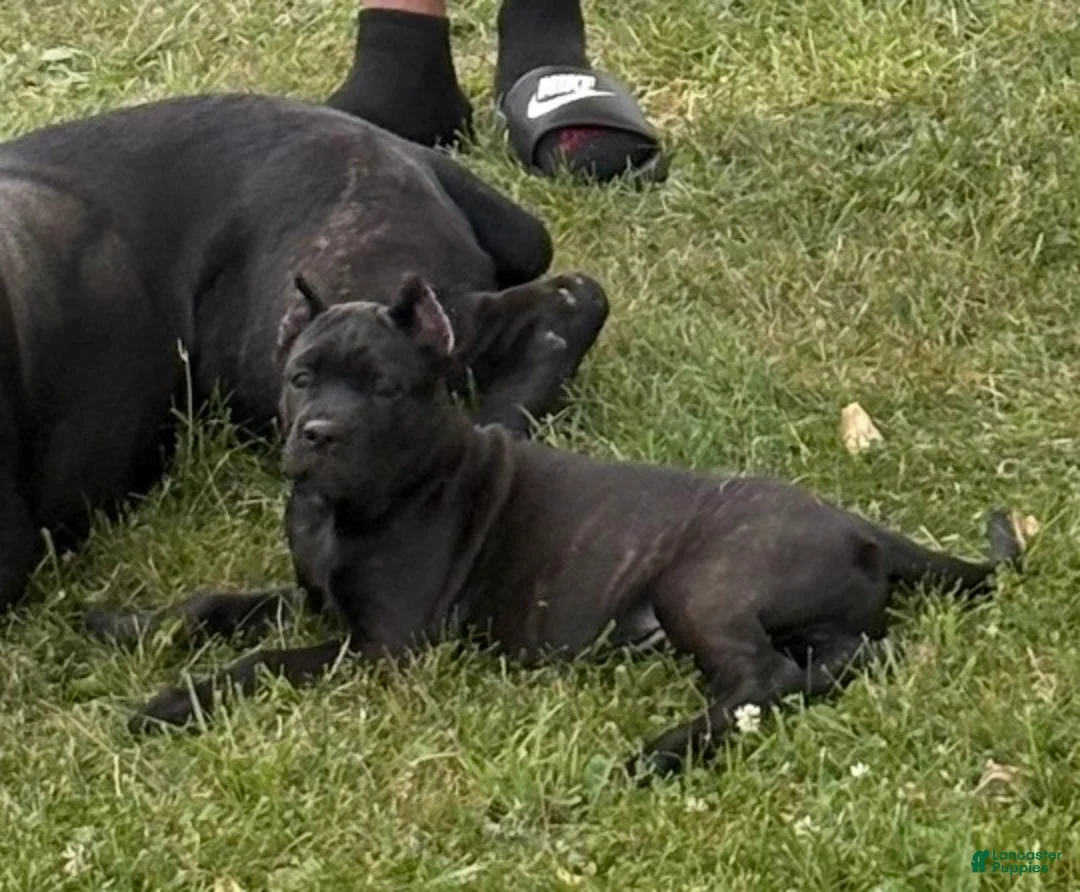 Cane Corso dogs for sale: Corso(brindle, Green Collar) - Ad 2