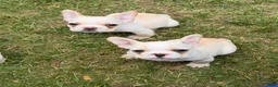 French Bulldog dogs for sale: Princess Puppy 2 - Ad 3