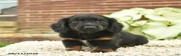 Miniature Dachshund dogs for sale: Chase  - Ad 3