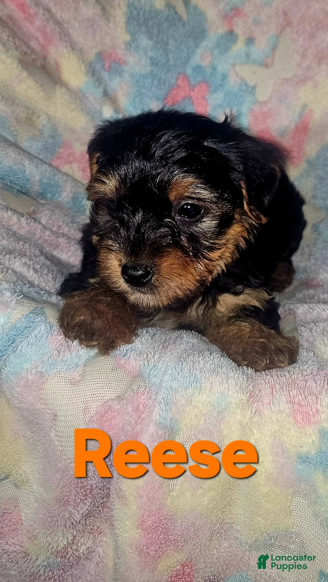 Yorkshire Terrier dogs for sale: Reese - Ad 11