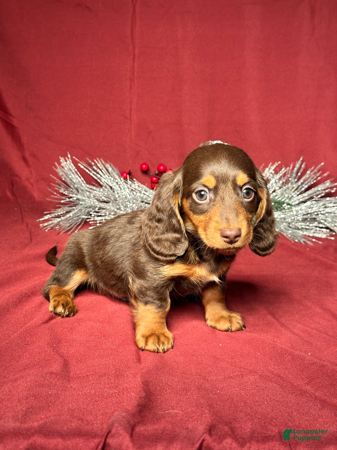 Miniature Dachshund dogs for sale: Dallas - Ad 3