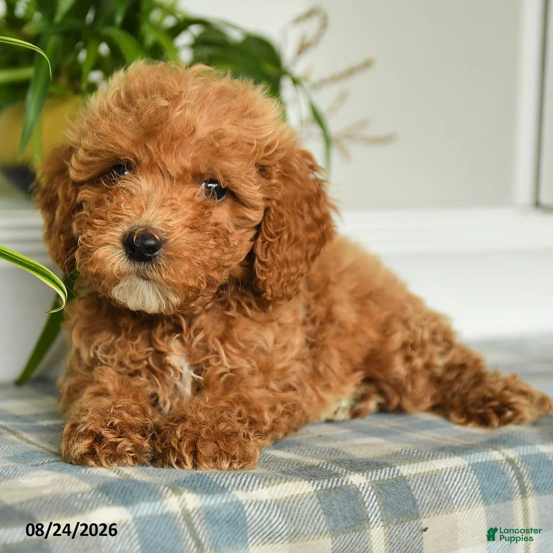 Mini Goldendoodle dogs for sale: Tessa - Ad 5