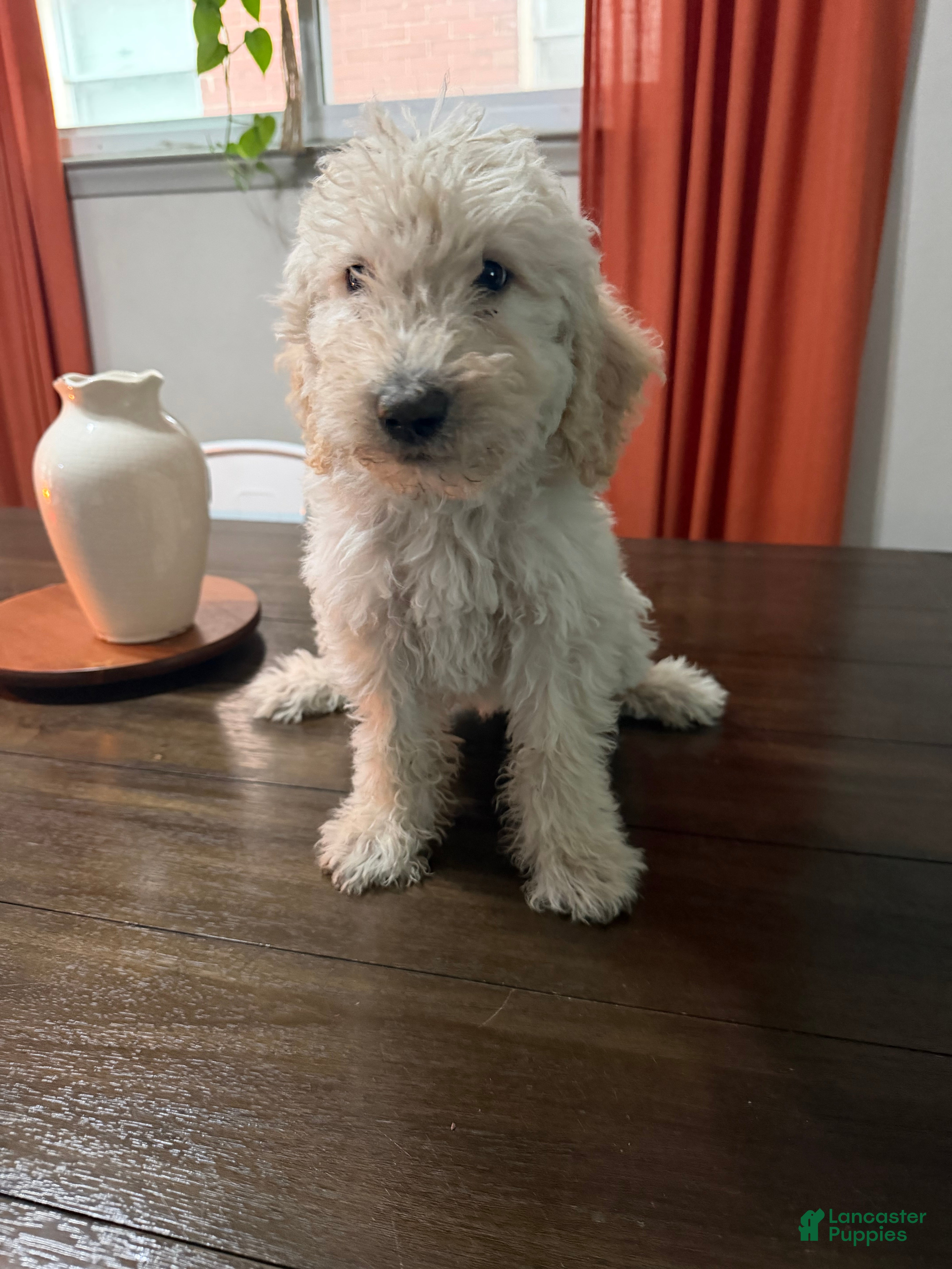 Labradoodle dogs Buster - Ad 36