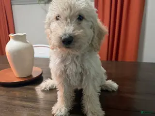 Labradoodle dogs Buster - Ad 36