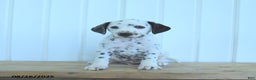 Dalmatian dogs for sale: Copper - Ad 8