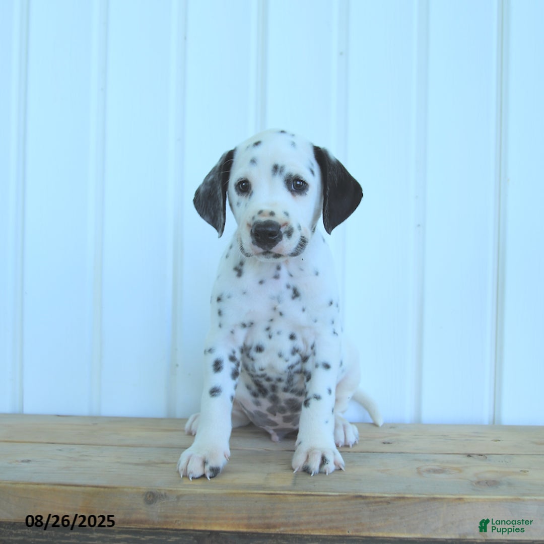 Dalmatian dogs for sale: Copper - Ad 8