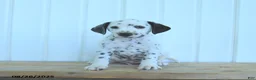 Dalmatian dogs for sale: Colt - Ad 7